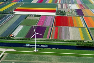チューリップ畑　オランダ