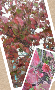 Collage 2013-10-28 15_55_32