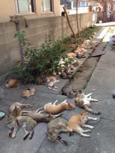 ネコがいっぱい
